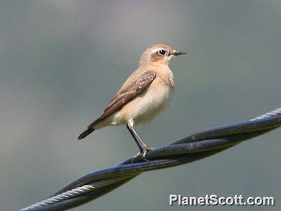 Northern Wheatear (Oenanthe oenanthe) 