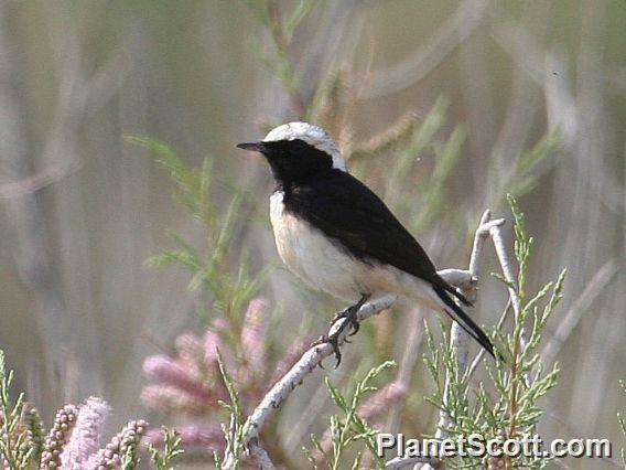 Pied Wheatear (Oenanthe pleschanka) 