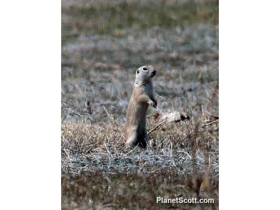 Asia Minor Ground Squirrel (Spermophilus xanthoprymnus) 