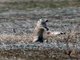 European Souslik (Spermophilus citellus) 