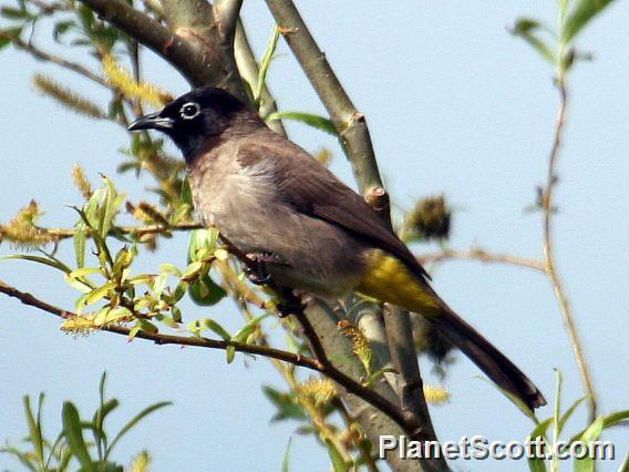 Spectacled Bulbul (Pycnonotus erythropthalmos) 