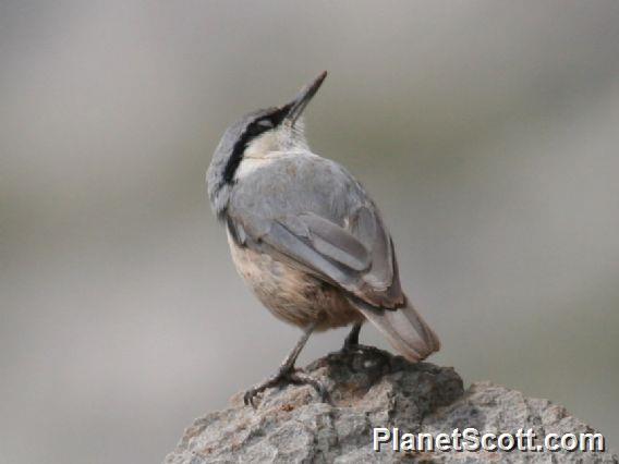 Western Rock-Nuthatch (Sitta neumayer) 