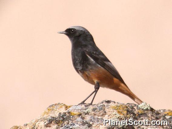 Black Redstart (Phoenicurus ochruros) 