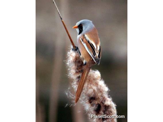 Bearded Parrotbill (Panurus biarmicus) Male