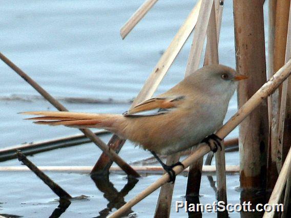 Bearded Parrotbill (Panurus biarmicus) Female