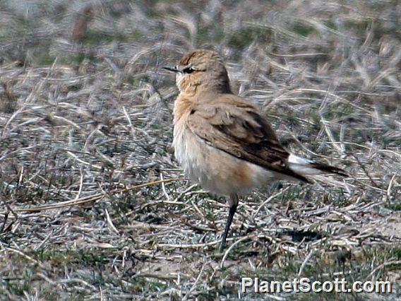 Isabelline Wheatear (Oenanthe isabellina) 