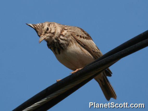 Crested Lark (Galerida cristata) 