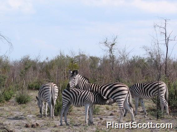 Zebras, Botswana