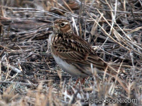 Lesser Short-toed Lark (Calandrella rufescens)