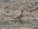 Lesser Short-toed Lark (Alaudala rufescens) 
