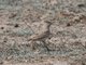 Lesser Short-toed Lark (Calandrella rufescens) 