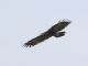Lesser Spotted Eagle (Clanga pomarina) 