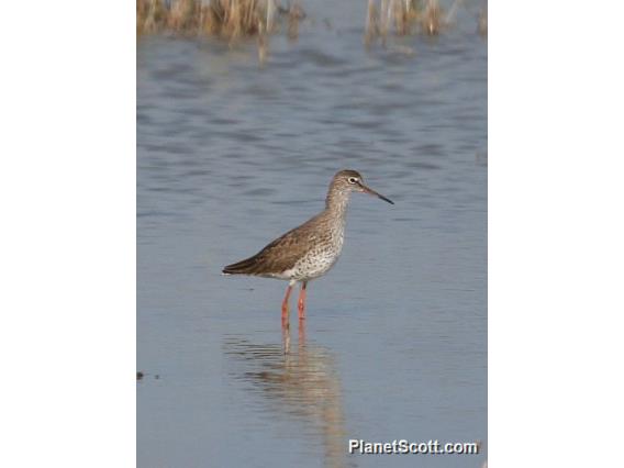 Common Redshank (Tringa totanus) 