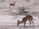 Steenbok, Botswana