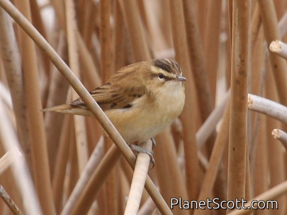 Moustached Warbler (Acrocephalus melanopogon)