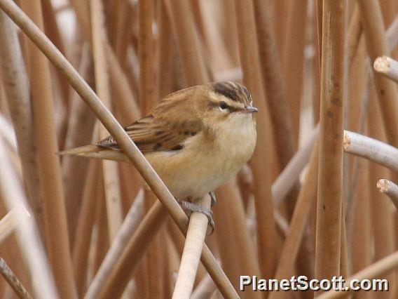 Sedge Warbler (Acrocephalus choenobaenus) 