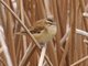 Moustached Warbler (Acrocephalus melanopogon) 