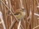 Sedge Warbler (Acrocephalus choenobaenus) 