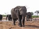 Bull Elephant, Botswana