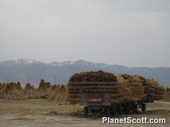 Cappadocia, Reed Farm