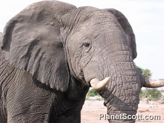 Elephant Close Up, Botswana