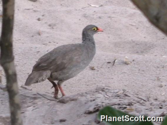 Red Billed Francolin, Botswana