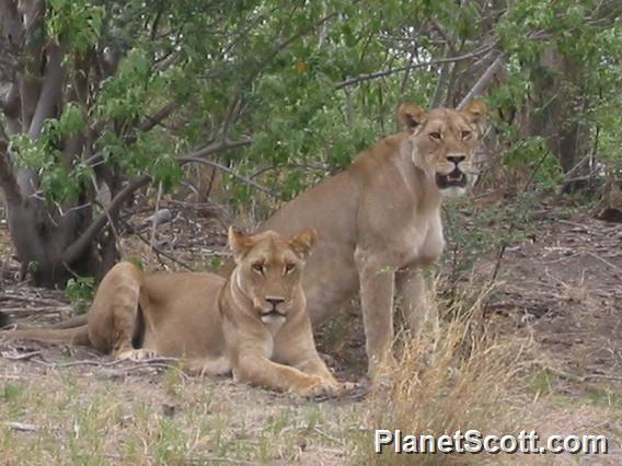 Lions, Botswana