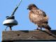 Red-tailed Hawk (Buteo jamaicensis) Sitting