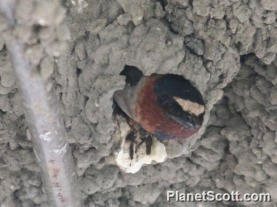 Cliff Swallow (Hirundo pyrrhonota) 