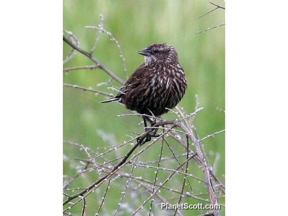 Red-winged Blackbird (Agelaius phoeniceus) Female