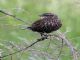 Red-winged Blackbird (Agelaius phoeniceus) Female