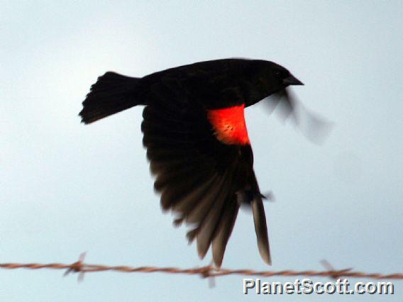 Red-winged Blackbird (Agelaius phoeniceus) Male Flying