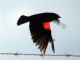 Red-winged Blackbird (Agelaius phoeniceus) Male Flying