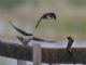 Tree Swallow (Tachycineta bicolor) 