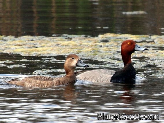 Redhead (Aythya americana)
