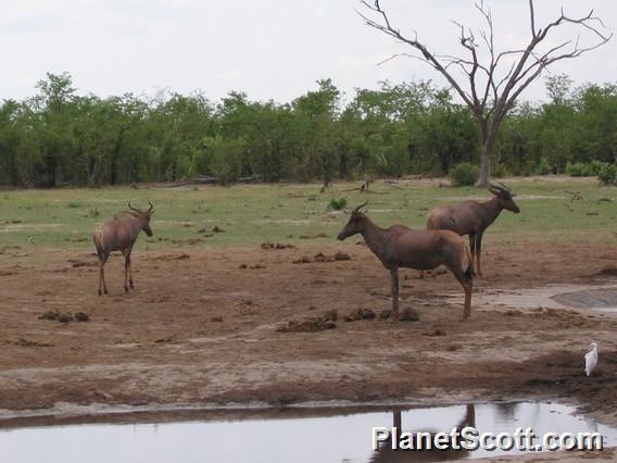 Topi, Botswana