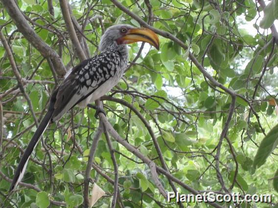 Yellow-Billed Hornbill, Botswana