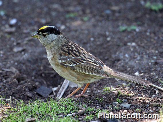 Golden-crowned Sparrow (Zonotrichia atricapilla) Male Breeding