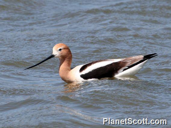 American Avocet (Recurvirostra americana) 