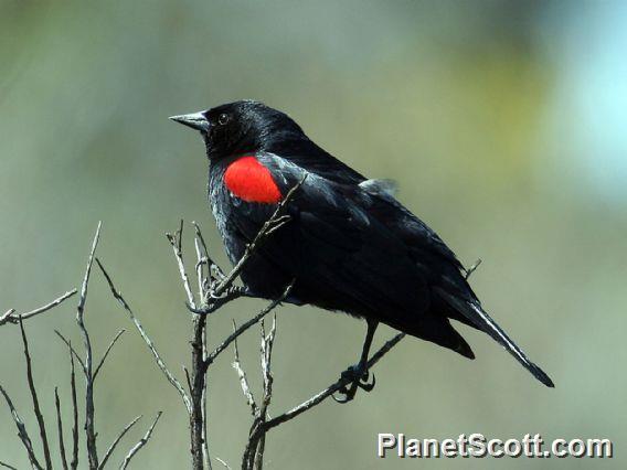 Red-winged Blackbird (Agelaius phoeniceus) Male Bicolor