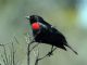 Red-winged Blackbird (Agelaius phoeniceus) Male Bicolor