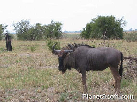 Blue Wildebeast, Botswana