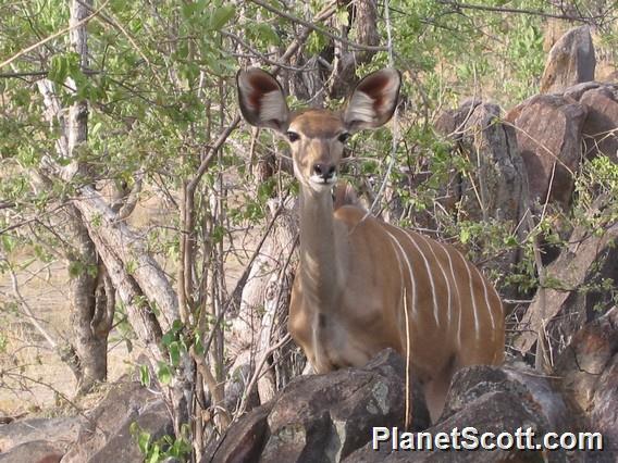 Greater Kudu, Botswana