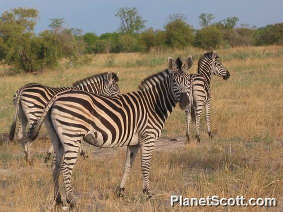 Burchell's Zebra, Botswana