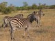 Burchells Zebra, Botswana