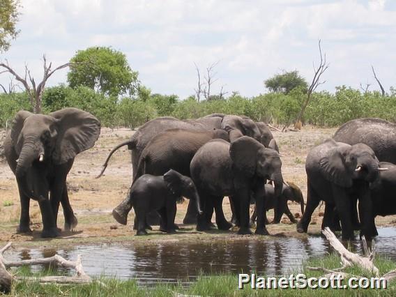 Elephants, Botswana