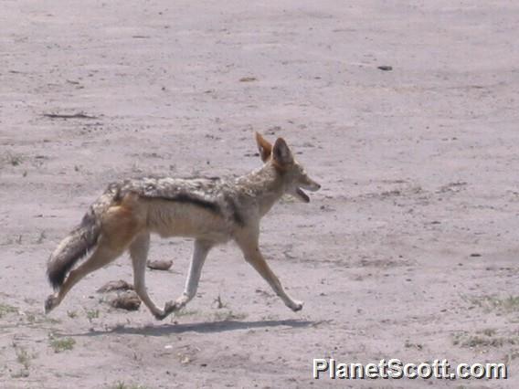 Black-backed Jackle, Botswana