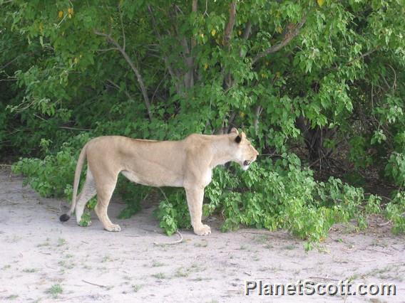 Lioness Stalking Prey, Botswana