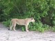 Lioness Stalking Prey, Botswana