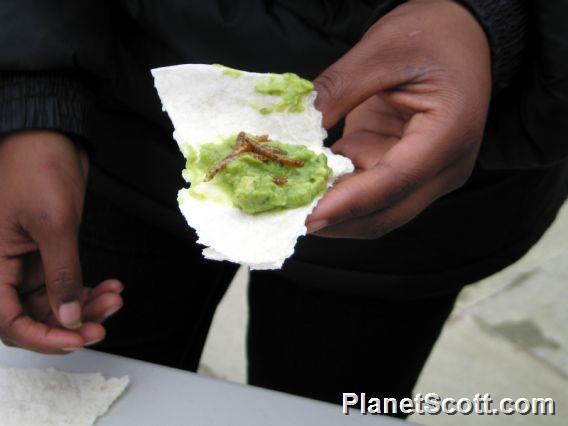 Mealworms and Guacamole, Randall Museum Bug Day 2006